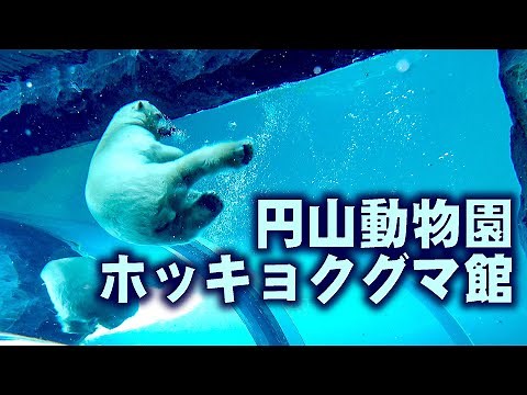 円山動物園ホッキョクグマ館紹介 Introduction to the Polar Bear Museum
