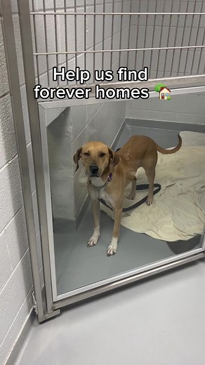 The Toronto Humane Society has a multitude of adorable animals in search of their forever homes, making it a great place to find a new addition to your family! ~ Visit us today at: 11 River St, Toronto, ON M5A 4C2 | Toronto Humane Society