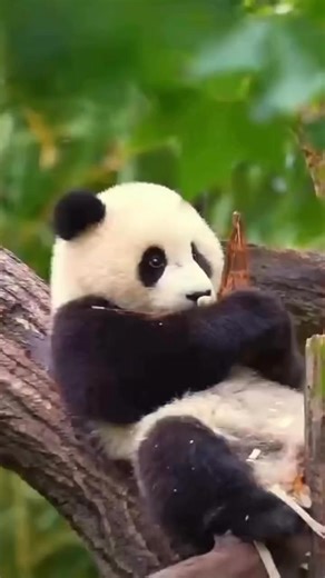 20K views · 2.4K reactions | Super cute baby!  #fblifestyle #panda #fluffy #pandas #cute #naturephotography #nature #care #beautiful #love #babypanda #babypandas | Pandas, a Light In My Heart | Facebook