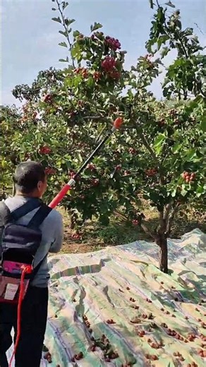 Apple picking technique with the help of vibrating machine