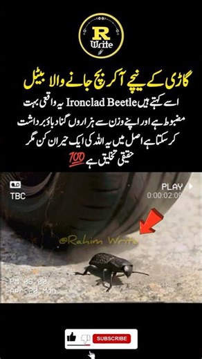 Diabolical ironclad beetle facts | Strongest insect reality