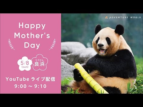 【アーカイブ配信】お母さんパンダ「良浜」へ母の日のプレゼント