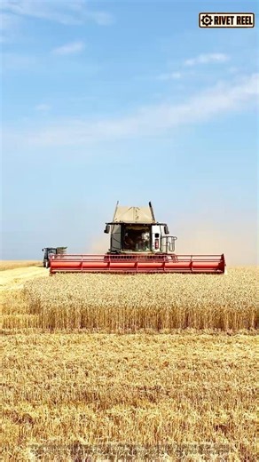 콤바인🔊 넓은 전면 헤더로 곡물 수확선을 유지하며 통과하는 숙련 운전 기술#combine #worker #process #automobile #combineharvester