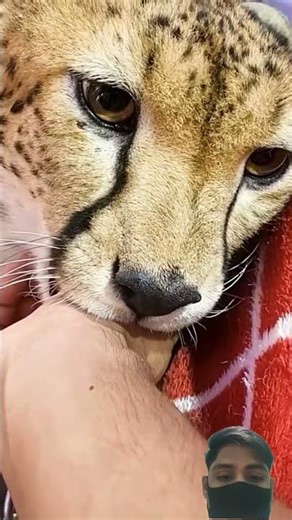 24 HOURS Living With Dangerous Animals Challenge! #shorts #ayushbhandari