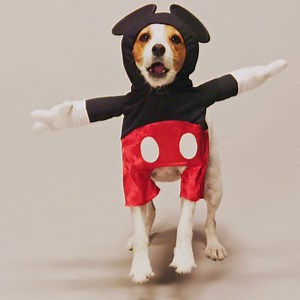 20K views · 742 reactions | Happy Halloween from the happiest pets on...