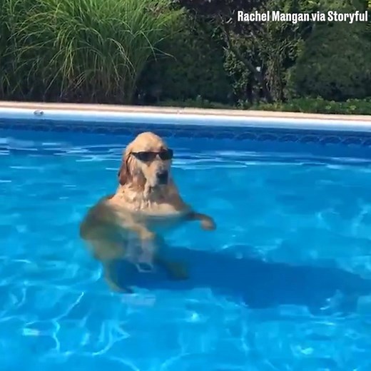 Probably the coolest dog in the world 😎 | LADbible