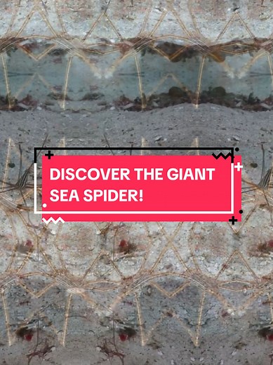 Meet the Giant Sea Spider, a fascinating creature of the deep ocean! Learn about their unique features and behaviors. 🕷️🌊 #GiantSeaSpider #SeaSpiderFacts #DidYouKnow #LearnOnTikTok #InterestingFacts #MarineLife #ViralFacts #TikTokScience #NatureLovers #Wildlife #AmazingCreatures #teamwork #teamworktrend #creatorsearchinsights