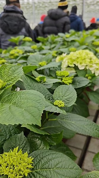 Puutarhalla kevättä rinnassa 🌸🌿🌼🌱💐🙌 #montamahista #maaseutuammattiin #puutarha #heimonen #yrittäjä #viljely #puutarhuri #hortonomi @Amisarki 💎 @Riverialainen
