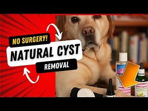 How to Recognize and Treat a Ruptured Cyst on a Dog