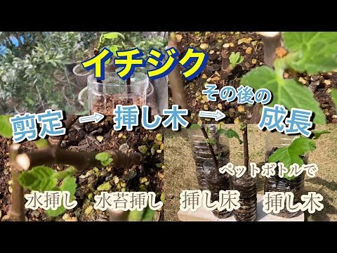 【イチジク鉢植え栽培】剪定→挿し木→成長過程を記録しました