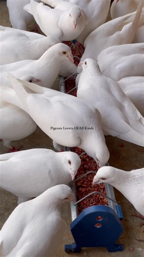 The white homing pigeons is my love | Pigeons Lovers of all kinds