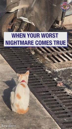 When your bad luck is someone's good luck😼🐭 | Bright Side