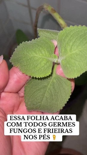 Como Tratar Frieira e Germes nos Pés com Remédios Caseiros
