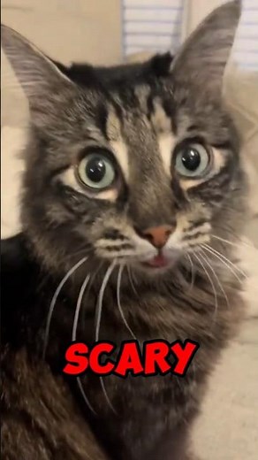 What If All Cats Disappeared? 🐱 The Scary Truth