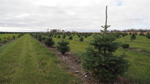 Christmas tree farms open as soon as Nov. 26, here's where to go near Marion