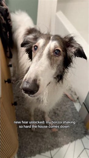 (WARNING: flashing lights) borzoi shakes house down 🏠🐄 #borzoi #shakingwhatthevoidgaveher
