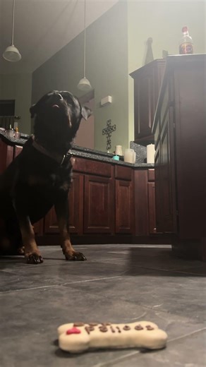 Java passed the test 😂 concentration was real!. #rottweiler #dog #explore #thankyou #fyp