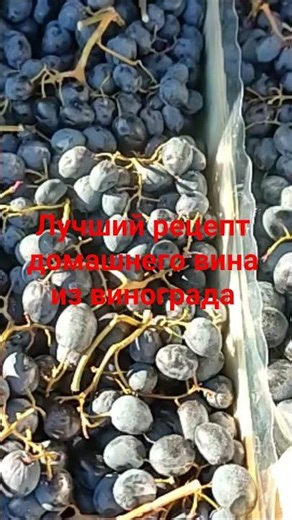 лучший рецепт домашнего вина из винограда #винодомашнее