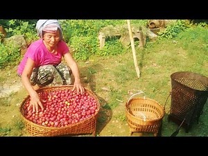 How to make plum wine || Villagers Plum wine