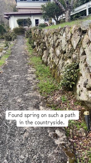 This small flower is Veronica persica, オオイヌノフグリ one of the symbols of spring flowers in the countryside in Japan. #DEEPJAPAN #RuralJapan #hiddenjapan #GIFU #japanesecountryside
