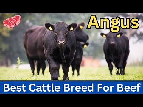 Angus Cattle | The Ultimate Beef Breed Revealed
