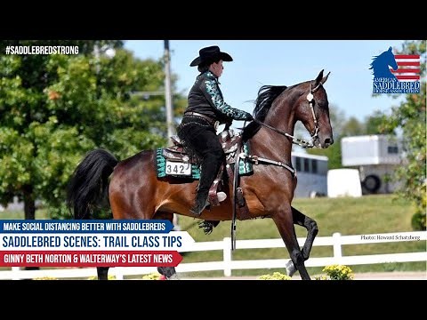 Saddlebred Scenes: Trail Class Tips