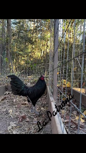 Gamefowl Raising Tips and Care | Everything You Need to Know