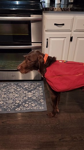 #Pudelpointer #tesstok