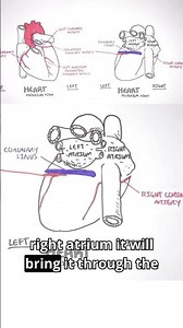 Every heartbeat depends on a hidden network working overtime #cardiology #heartanatomy #meded