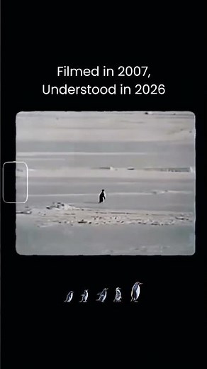 lone penguin walking away from its colony toward distant