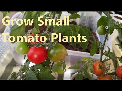 Featured Vegetable: Red Robin Tomato