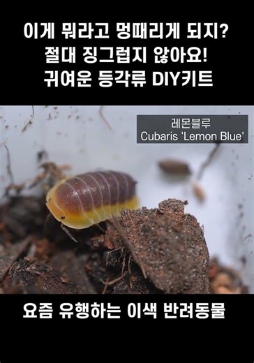 초보자도 쉬운 등각류 사육장 DIY 키트 #등각류, #공벌레, #이색반려동물, #diy #vivarium