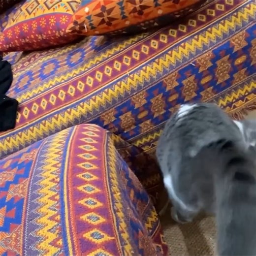 22K views · 985 reactions | Best Funniest Animal Videos 2024  | Pawsome Pups | Facebook