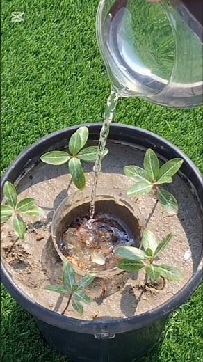 DIY Self Watering & Fertilizing pot for plants.
