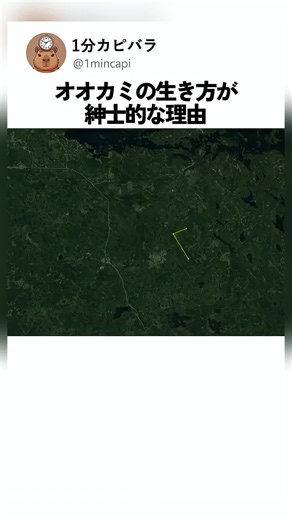 グリズリーとは？特徴と豆知識｜短尺解説