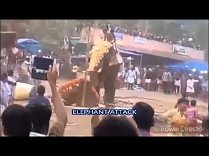 Elephant Attack