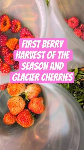 First Berry Harvest of the Season and Glacier Cherries