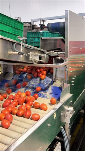 -Volcador de cajas en acero inoxidable. -Una de nuestras máquinas más demandadas por el sector para trabajar todo tipo productos como por ejemplo ( tomate , lechuga , cerezas…) -Ideal para alimentar una línea de trabajo con más de 30 cajas por minuto. -Esta maquina dispone de cambio de velocidad conforme lo demande la línea de producto adaptándose al flujo continuo del mismo , trabajando sin paradas innecesarias y autogestionando tanto las cajas que le entran como la salida de las cajas vacías p