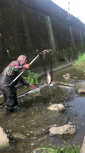 Catching fish using scoop net #fishing #fishingholiday #viralshort