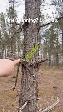 Tips on Thinning Pine