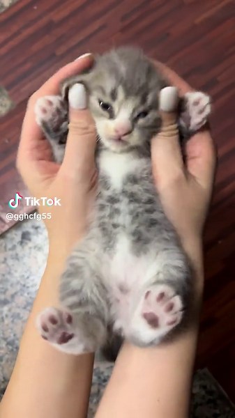 Cute Cat Videos & Shironeko