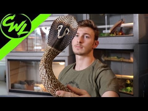 CRANKY INDIAN COBRA!