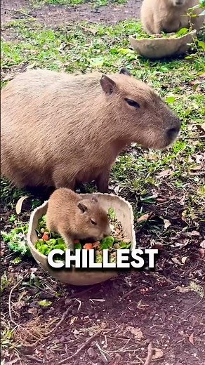 Top 5 Cutest Animals in the World 🥹❤️