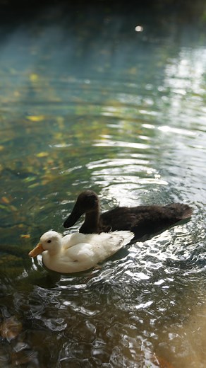 Mother The Mountain Farm on Instagram: "🐥🐥"