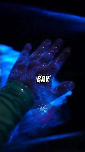 Bioluminescent Kayaking in Mosquito Bay, Puerto Rico: A Nighttime