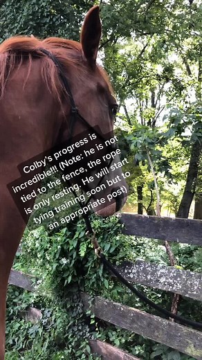 Colby is officially accepting a full groom and we are so PROUD of him!!! #colby #rescuehorse #MeTime #equestrian #horse