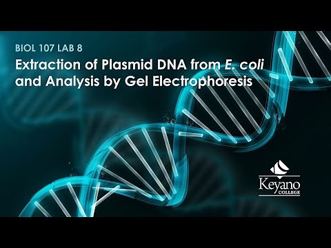 BIOL 107 Lab 8 - Extraction of Plasmid DNA & Analysis by Gel Electrophoresis (Mar 18, 2021)