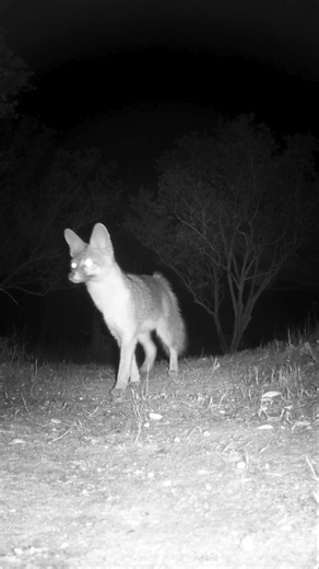 Gray Fox🦊Frisky Forager #grayfox