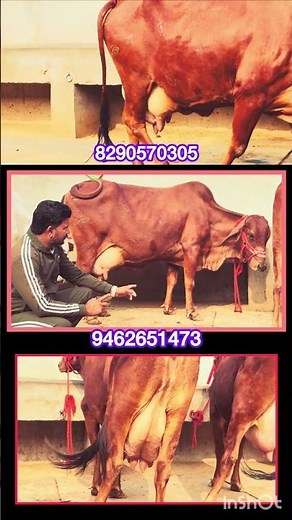 #mahadev #cow #dairyfarming #sahiwalbreed #farming#￼ Trending#Sahiba#￼
