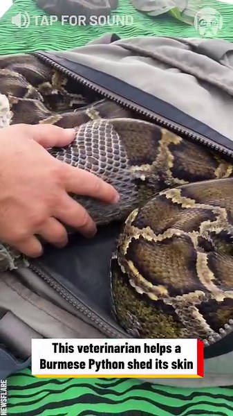Veterinarian helps python shed its skin | Science, Tech and Universe